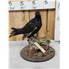 Image 2 : Black Grouse Full Body Bird Taxidermy