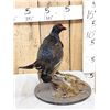 Image 3 : Black Grouse Full Body Bird Taxidermy