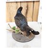 Image 4 : Black Grouse Full Body Bird Taxidermy