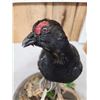 Image 5 : Black Grouse Full Body Bird Taxidermy
