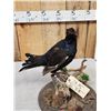 Image 6 : Black Grouse Full Body Bird Taxidermy
