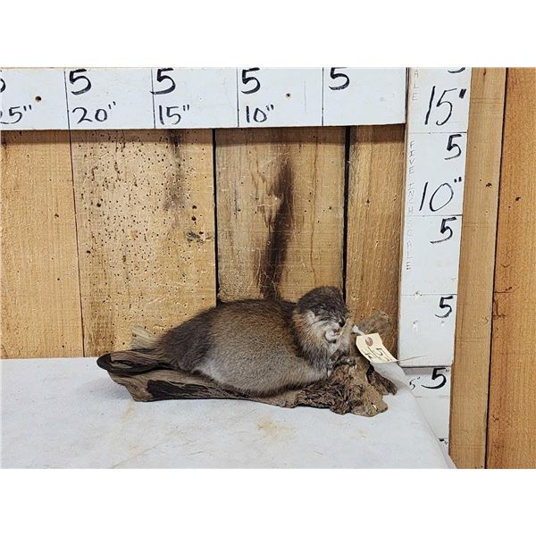 FAT Muskrat Full Body Taxidermy Mount
