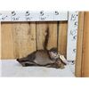 Image 1 : FAT Muskrat Full Body Taxidermy Mount