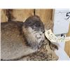 Image 2 : FAT Muskrat Full Body Taxidermy Mount