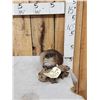 Image 3 : FAT Muskrat Full Body Taxidermy Mount