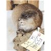 Image 4 : FAT Muskrat Full Body Taxidermy Mount