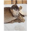 Image 5 : FAT Muskrat Full Body Taxidermy Mount