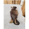 Image 6 : FAT Muskrat Full Body Taxidermy Mount