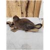 Image 7 : FAT Muskrat Full Body Taxidermy Mount