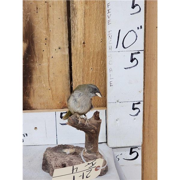 Female Sierra Finch Full Body Bird Taxidermy