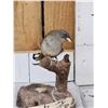 Image 2 : Female Sierra Finch Full Body Bird Taxidermy