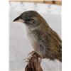 Image 5 : Female Sierra Finch Full Body Bird Taxidermy