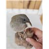 Image 6 : Female Sierra Finch Full Body Bird Taxidermy