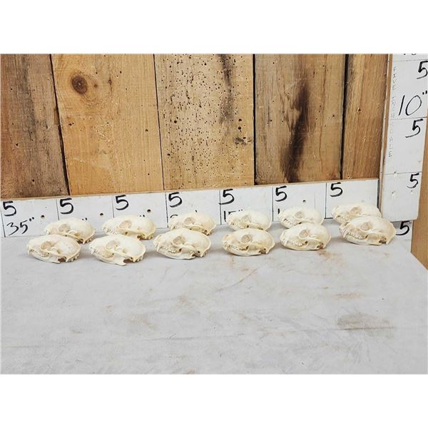 12 Raccoon Skulls Taxidermy