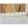 Image 1 : 12 Raccoon Skulls Taxidermy