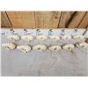 Image 2 : 12 Raccoon Skulls Taxidermy