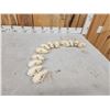 Image 3 : 12 Raccoon Skulls Taxidermy