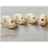 Image 4 : 12 Raccoon Skulls Taxidermy