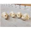 Image 5 : 12 Raccoon Skulls Taxidermy