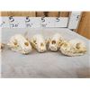 Image 6 : 12 Raccoon Skulls Taxidermy