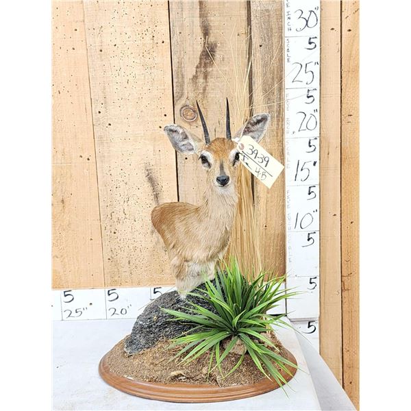 African Steinbok Pedestal Taxidermy Mount