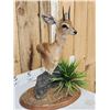 Image 2 : African Steinbok Pedestal Taxidermy Mount