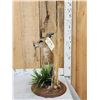 Image 3 : African Steinbok Pedestal Taxidermy Mount
