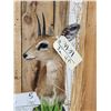 Image 4 : African Steinbok Pedestal Taxidermy Mount