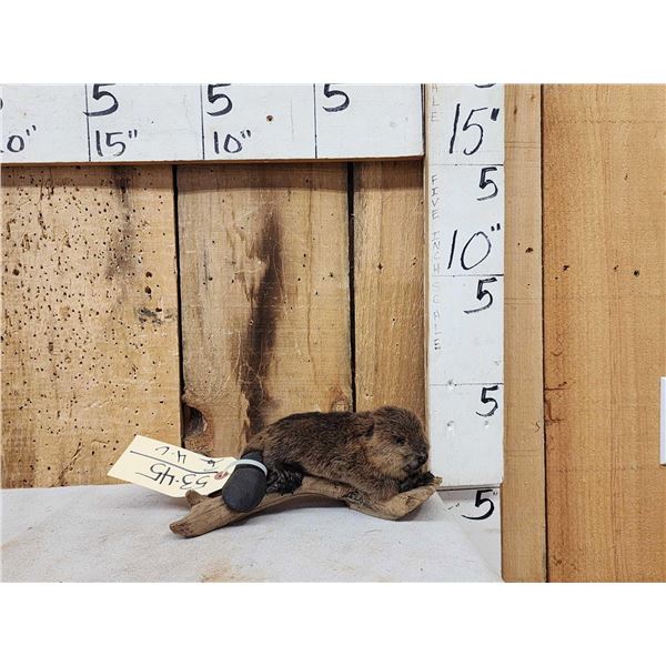 Baby Beaver Relaxing On Driftwood Taxidermy Mount