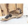 Image 2 : Baby Beaver Relaxing On Driftwood Taxidermy Mount