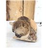 Image 4 : Baby Beaver Relaxing On Driftwood Taxidermy Mount