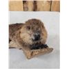Image 5 : Baby Beaver Relaxing On Driftwood Taxidermy Mount