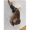 Image 6 : Baby Beaver Relaxing On Driftwood Taxidermy Mount