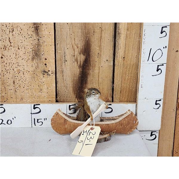 Squirrel In A Birch Bark Canoe Taxidermy