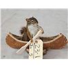 Image 3 : Squirrel In A Birch Bark Canoe Taxidermy