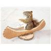Image 4 : Squirrel In A Birch Bark Canoe Taxidermy