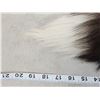 Image 4 : 10 Silver Ranch Fox Tails Taxidermy