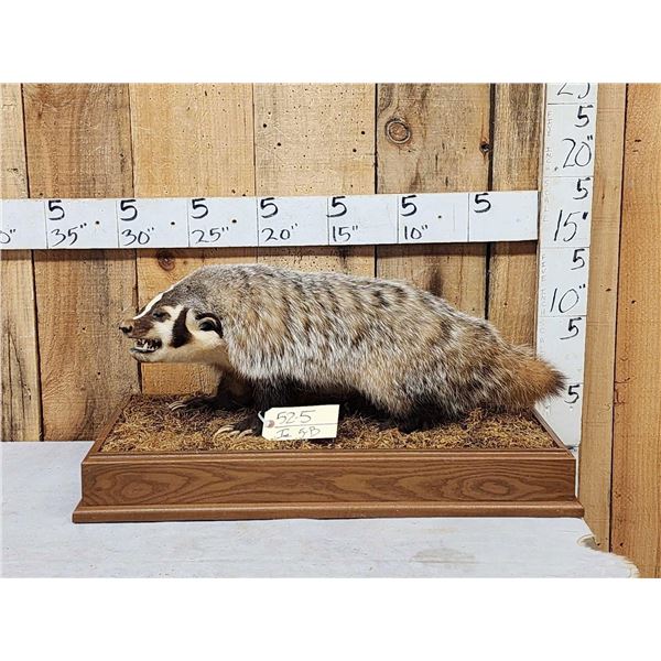 Badger Full Body Taxidermy Mount