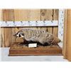 Image 1 : Badger Full Body Taxidermy Mount