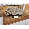 Image 2 : Badger Full Body Taxidermy Mount