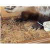 Image 3 : Badger Full Body Taxidermy Mount