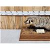 Image 4 : Badger Full Body Taxidermy Mount