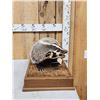 Image 5 : Badger Full Body Taxidermy Mount