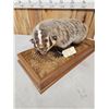 Image 6 : Badger Full Body Taxidermy Mount
