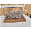Image 7 : Badger Full Body Taxidermy Mount