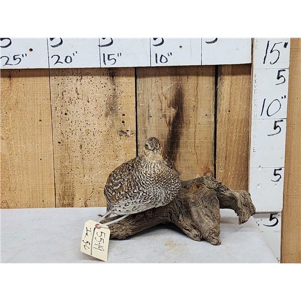 Sharp Tail Grouse Full Body Bird Taxidermy