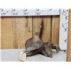 Image 1 : Sharp Tail Grouse Full Body Bird Taxidermy