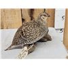Image 2 : Sharp Tail Grouse Full Body Bird Taxidermy