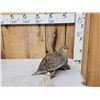 Image 3 : Sharp Tail Grouse Full Body Bird Taxidermy