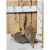 Image 4 : Sharp Tail Grouse Full Body Bird Taxidermy